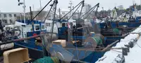 Жив носач на риба за продан