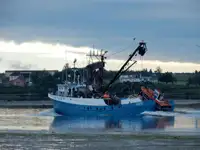 Тралер с мрежа за продажба
