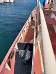Буксир за продажба