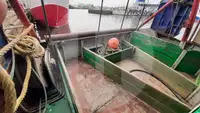 Транспортен кораб за жива риба за продажба