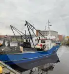 Жив носач на риба за продан