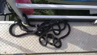 Контейнеровоз за продажба