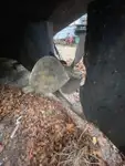 Буксир за продажба