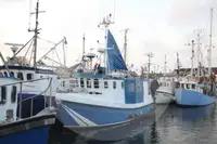 Жив носач на риба за продан