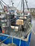 Жив носач на риба за продан